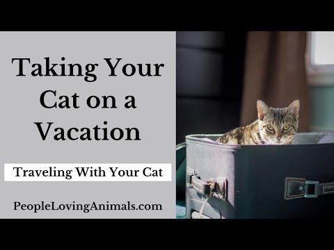 Taking Your Cat on a Vacation - Tips for Traveling With a Cat
