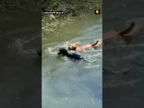 ÖRDEK, KÖPEKLERİN AKLINI ALIYOR #shorts #short #youtubeshorts #youtube #subscribe #shortvideo #fyp