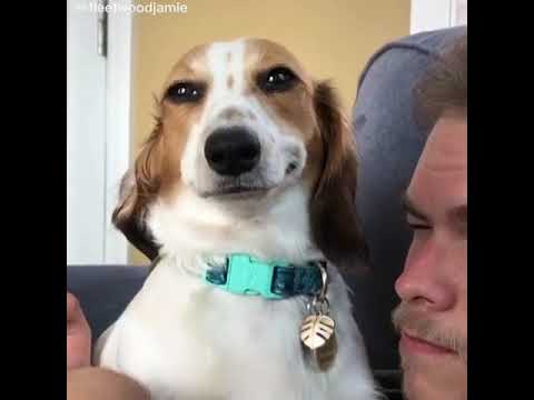 El Perro Que Sonríe *VIDEO VIRAL*