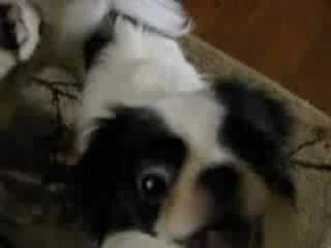 Japanese Chin Kobe vs. pillow