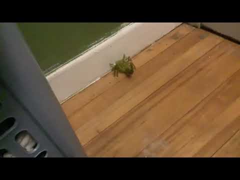 My HEXBUG Scorpion Roaming Around