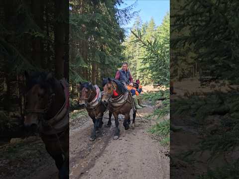Početak mobe kod Djordja Gluhovica #drafthorses #horse #loging #cowboys #vilage #mountains
