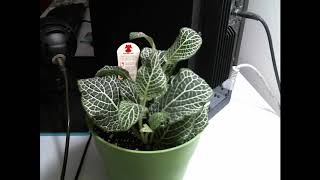 Fittonia Argyroneura/Nerve Plant - 1 Week Time Lapse