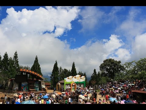 清境農場 綿羊秀完整版