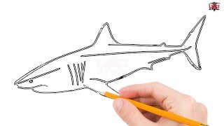 How to Draw a Great White Shark Step by Step Easy for Kids – Simple  Sharks Drawing Tutorial