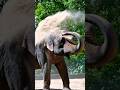 Elephant Sound