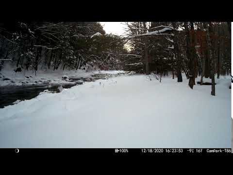 12.18.2020, 4-23pm Deer