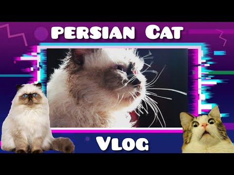 Persian Master Cat vlog 😂😎 #mgpsmile