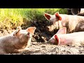 Pig Ambience Noise ASMR Sound Effect Farm Ambience Copyright Free