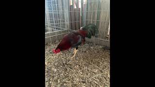 Pollo primer cría asil con kelso de 8 meses