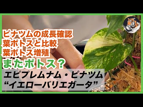 園芸 イエロービニョーネ