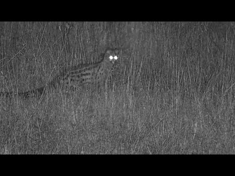 Djuma: Genet out hunting again - 02:16 - 04/13/19