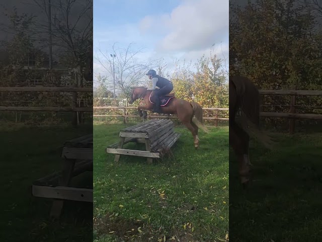 Castrone Welsh Poney (Sezione C) In vendita 2016 Sauro