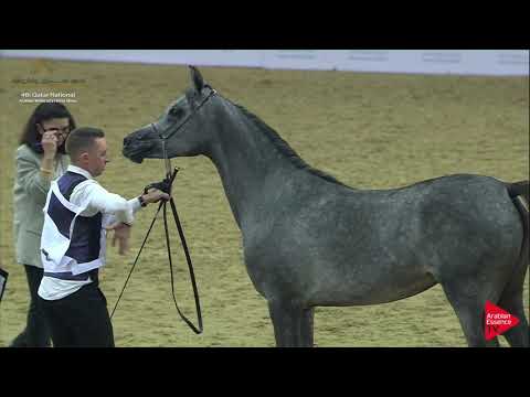 N.55 ANOOD JATHAB - 2019 Qatar Nat. Peninsula show - Fillies 2 Years Old (Class 2B) .mp4