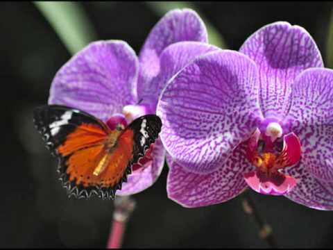 Relax to the Bible - Psalm 8