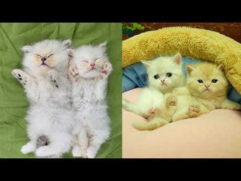 Cute Cat Video 😘 Kittens Are So Adorable 💕 Cute Cats Compilation 2019