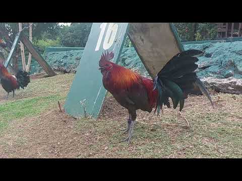 Spartan Black of SPARTAN GAME FARM 4x World Slasher Champion Sir REY BRIONES