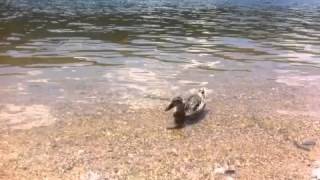 preview picture of video 'Is this for real?? Wild ducks by the Douro River in Portugal'