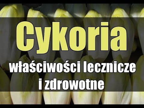 Cykoria – właściwości lecznicze i zdrowotne