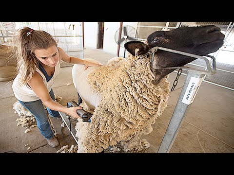 , title : 'Amazing Modern Automatic Sheep Farming Technology - Fastest Shearing, Cleaning and Milking Machines'