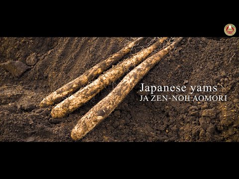 Japanese Yams Aomori prefectural Export Promotion Council for Agricultural, Fisheries Products