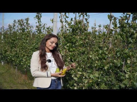 Pseudomonas i nie tylko – kilka słów o technologii Life Bio Farma