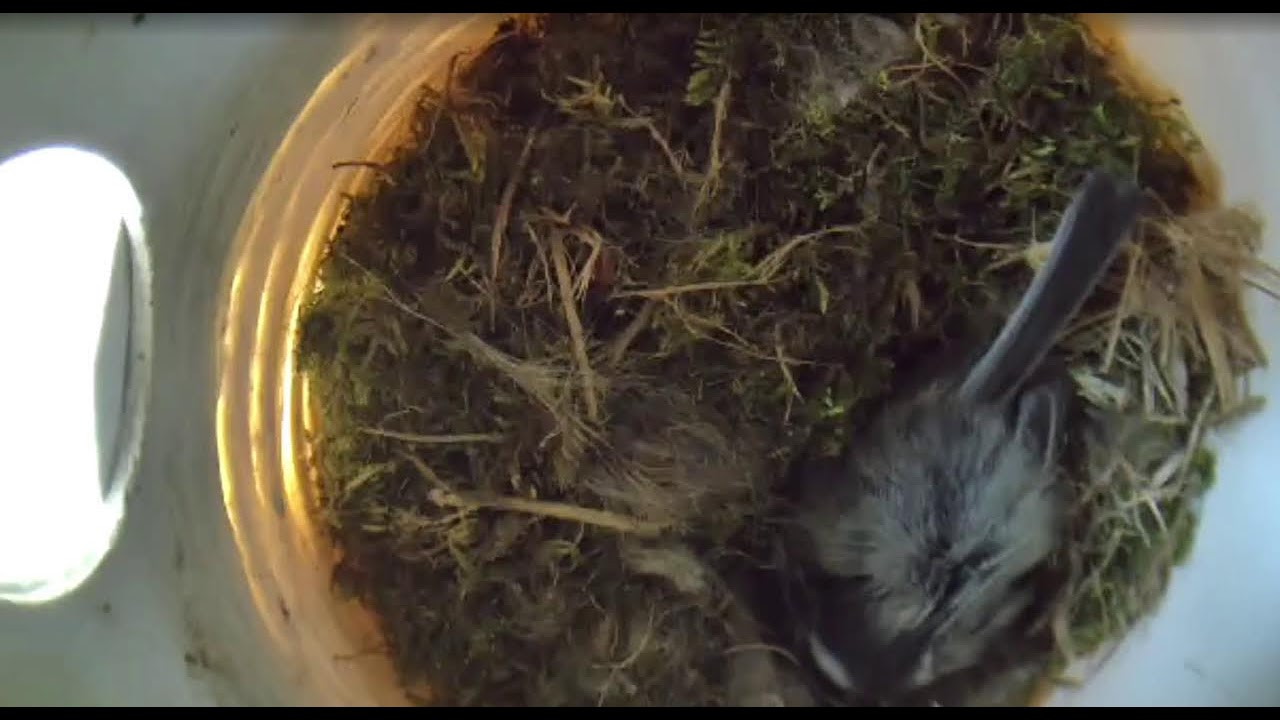 Ostdrossel nestbox cam live April 24 2026 Chickadee nest