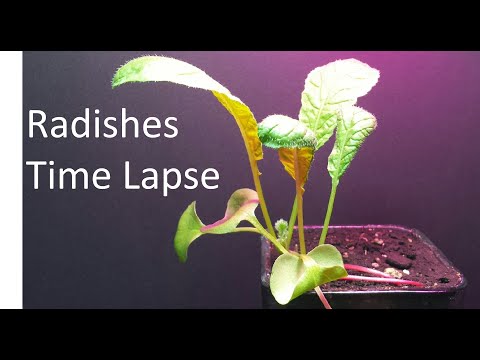 Growing Radish Time Lapse - 27 days from seed to plant