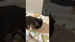 Video preview image #1 Chug Puppy For Sale in Boonton, NJ, USA