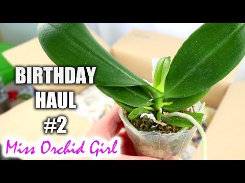 Birthday Orchid Haul - Part 2 OrchidsDeluxe (Phalaenopsis Wonderland!)