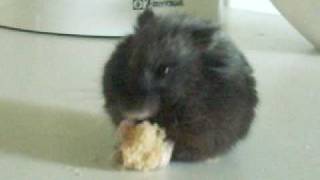 preview picture of video 'Chaos The Hamster Eats A Piece Of Bread'
