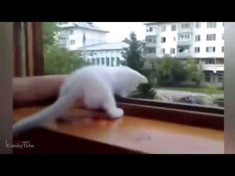 Top  Funny Cat Videos of March 2014