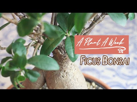 , title : 'Ficus Ginseng Bonsai Care | A Plant A Week'