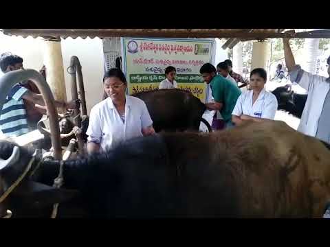 #Animal health camp#RKVY#working ass contract assistant professor#drbose #dr phani#jr vets#