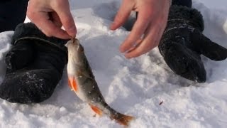 Окунь ловля зимой на мормышку