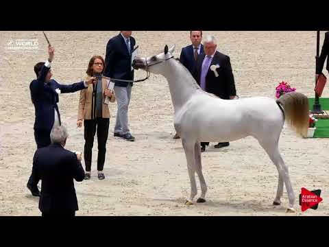 N.1 LR ERA DE EXCALIBUR - Paris 2017 - Yearling Fillies (Class CM1A)