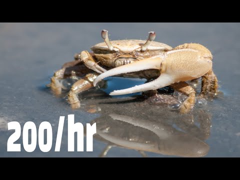 How To Catch Fiddler Crabs For Bait [Best & Easy Way]: FREE Saltwater Fishing Bait | SFSC
