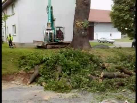 Dittlofröder Wahrzeichen muss gefällt werden