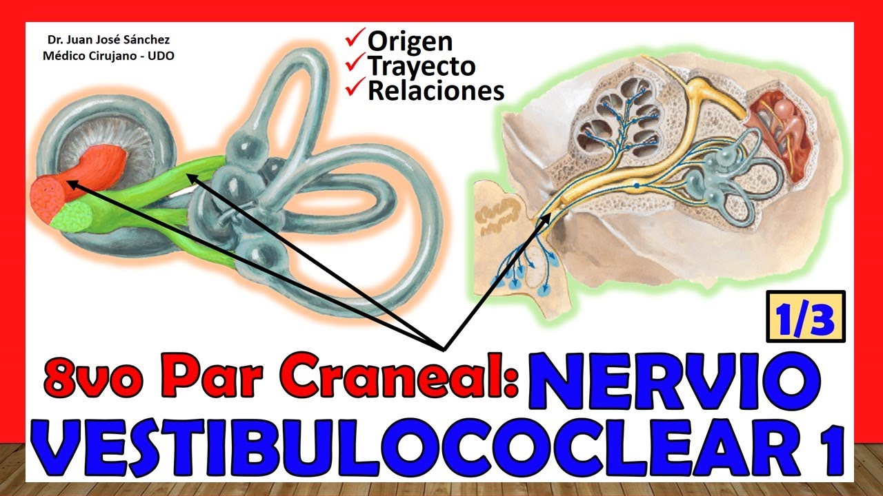 🥇 8vo Par Craneal - NERVIO VESTIBULOCOCLEAR 1/3 - Nervio Auditivo (Origen, Trayecto)