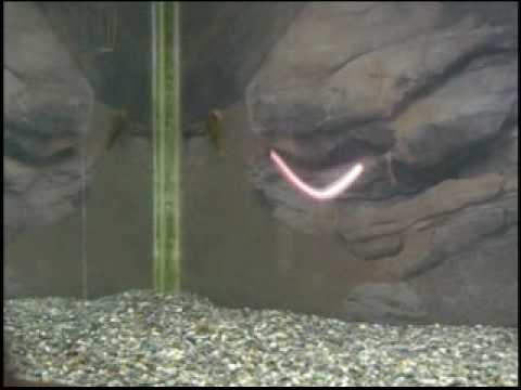 Gary YAMAMOTO ムービーカタログ ~5”スリムヤマセンコー~