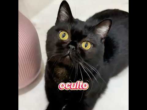 La gata de la mujer descubrió accidentalmente el secreto del hombre#cat #cute #funny #shorts