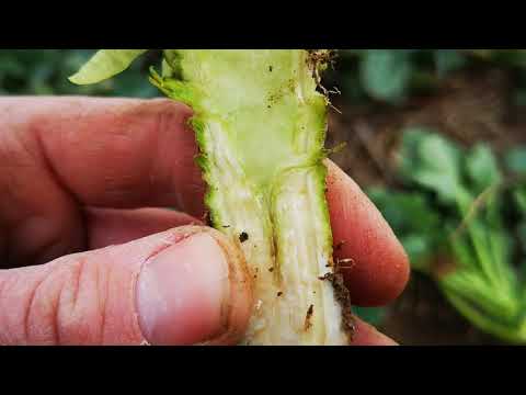 Unsere Landwirtschaft 2020: Raps Wachstumsregulation und Phomabekämpfung.