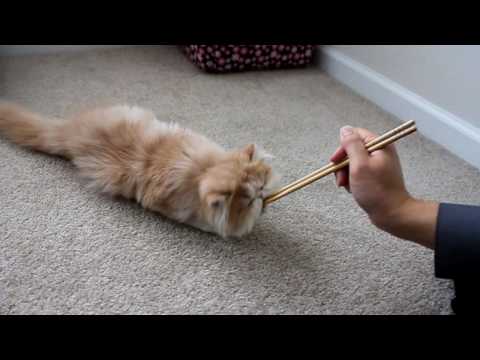 Cooper the Puppy Cat Does the Roll Over Trick  子貓の訓練