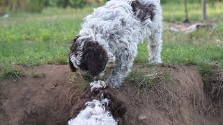 Video preview image #5  Breeder Profile in LYNDEN, WA, USA