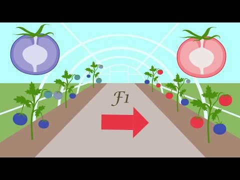 How seed breeding works