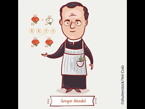 Wiederholung Mendelsche Regeln 1 + 2