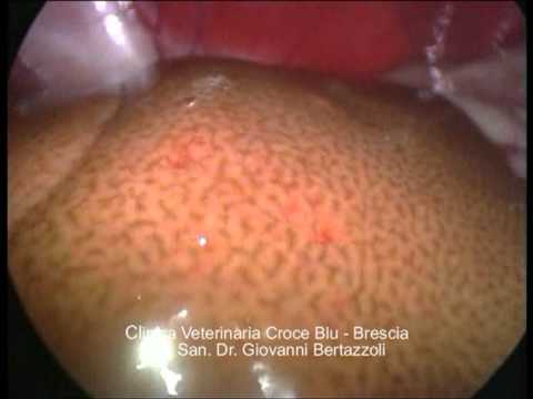 La crema di sunblock per la persona a pigmentary nota su Il pigmentary nota su un collo