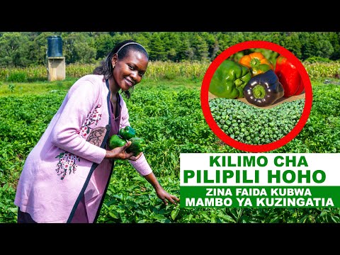 KILIMO CHA PILIPILI HOHO II HEKARI MOJA INATOA TANI 10 MPAKA 15