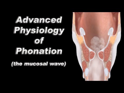 Advanced Physiology of Human Voice Production - The Vocal Fold Mucosal Wave