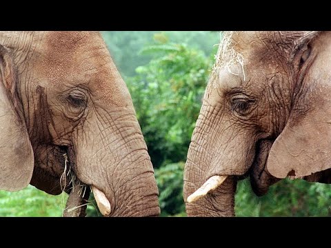 Elefanten im Oregon Zoo zermalmen Riesenkürbisse zu Halloween